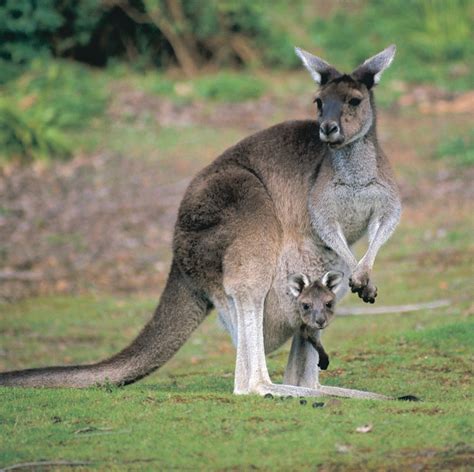 Australiens nationaldjur